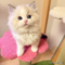 オンライン見学