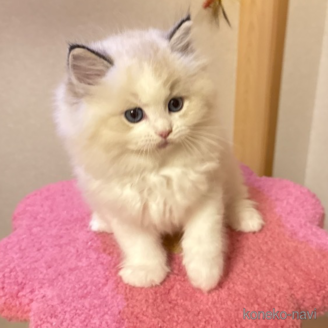 販売中の埼玉県のラグドール-121149の9枚目