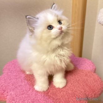 販売中の埼玉県のラグドール-121149の6枚目
