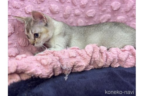 販売中の茨城県のシンガプーラ-121153の11枚目