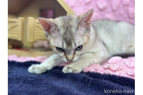 販売中の茨城県のシンガプーラ-121153の13枚目