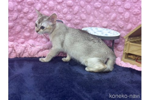 販売中の茨城県のシンガプーラ-121153の3枚目