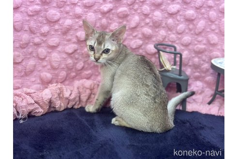 販売中の茨城県のシンガプーラ-121153の6枚目
