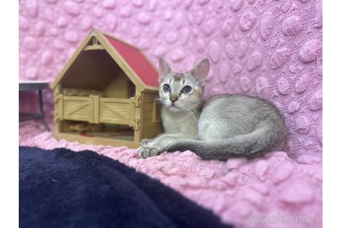 販売中の茨城県のシンガプーラ-121153の9枚目
