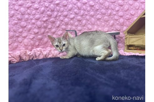 販売中の茨城県のシンガプーラ-121153の8枚目
