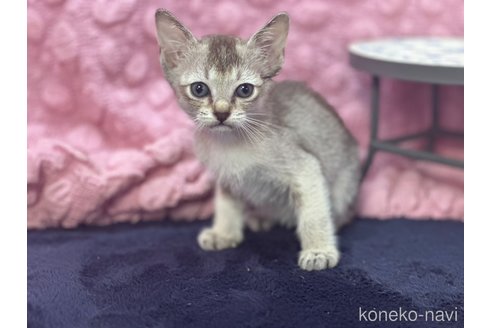 販売中の茨城県のシンガプーラ-121154の12枚目