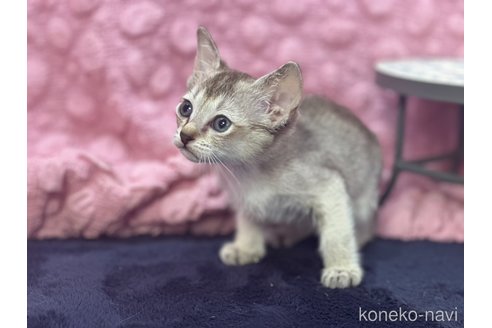 販売中の茨城県のシンガプーラ-121154の11枚目