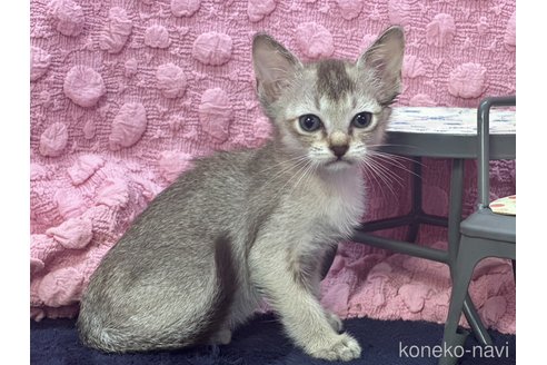 販売中の茨城県のシンガプーラ-121154の8枚目