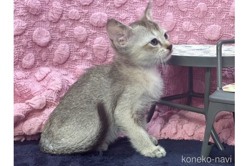 販売中の茨城県のシンガプーラ-121154の7枚目