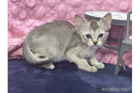販売中の茨城県のシンガプーラ-121154の4枚目