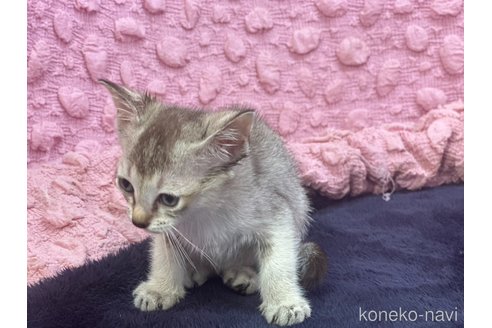 販売中の茨城県のシンガプーラ-121154の3枚目