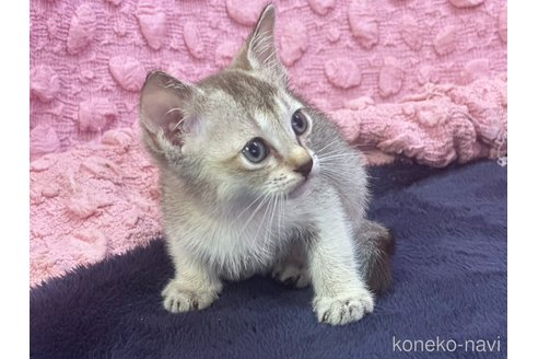 販売中の茨城県のシンガプーラ-121154の6枚目