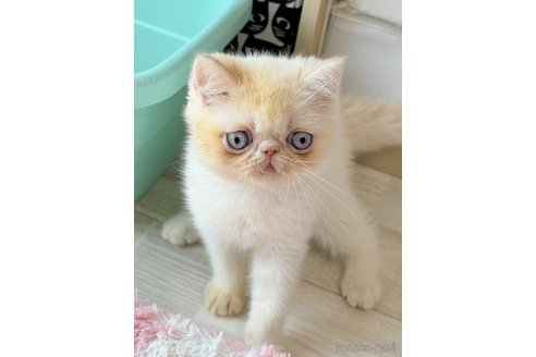 販売中の奈良県のエキゾチックショートヘア-121162の2枚目