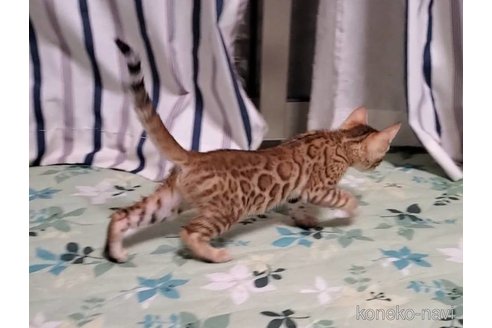 販売中の埼玉県のベンガル-121163の9枚目