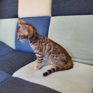 販売中の埼玉県のベンガル-121165の7枚目