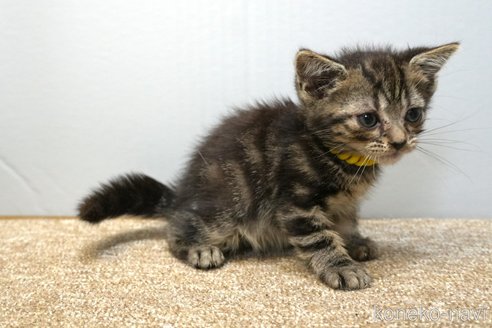 販売中の埼玉県のアメリカンショートヘア-118184の4枚目