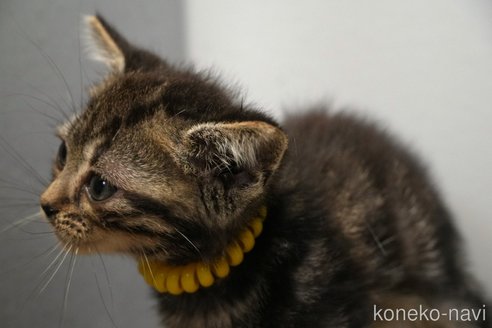 販売中の埼玉県のアメリカンショートヘア-118184の3枚目