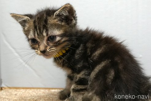 販売中の埼玉県のアメリカンショートヘア-118184の2枚目