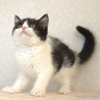 販売中の静岡県のブリティッシュショートヘア-120415の2枚目
