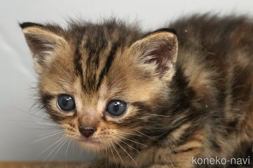 販売中の埼玉県のアメリカンショートヘア-118189の7枚目