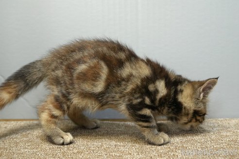 販売中の埼玉県のアメリカンショートヘア-118189の5枚目