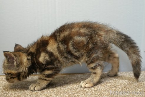 販売中の埼玉県のアメリカンショートヘア-118189の4枚目