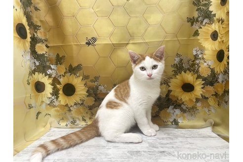 販売中の神奈川県のミックス-115578の4枚目