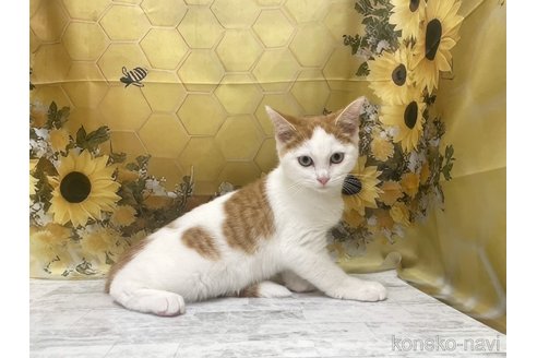 販売中の神奈川県のミックス-115578の2枚目
