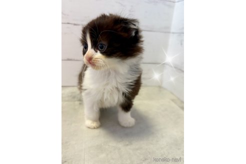 販売中の東京都のマンチカン-121171の4枚目