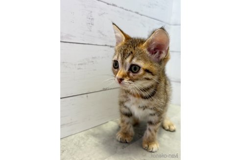 販売中の東京都のジェネッタ-121172の6枚目