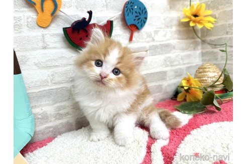 販売中の埼玉県のその他の猫種-121177の2枚目