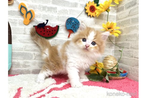 販売中の埼玉県のその他の猫種-121177の5枚目