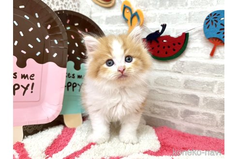 販売中の埼玉県のその他の猫種-121177の6枚目