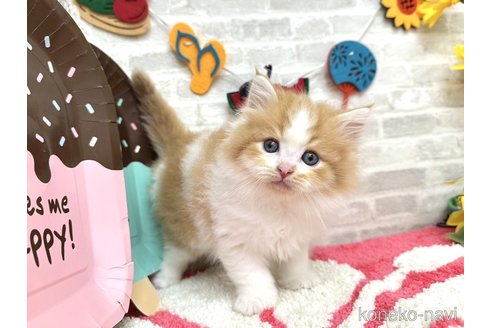 販売中の埼玉県のその他の猫種-121177の1枚目