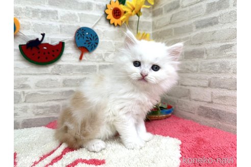 販売中の埼玉県のその他の猫種-121179の1枚目