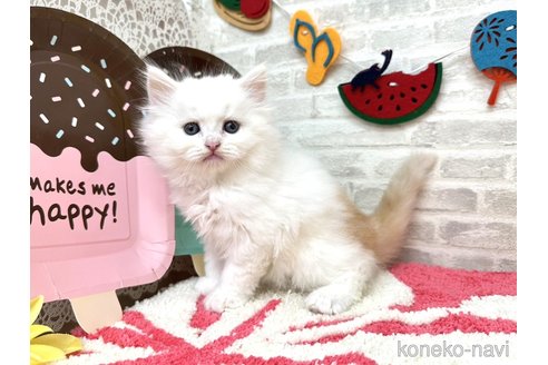 販売中の埼玉県のその他の猫種-121179の4枚目