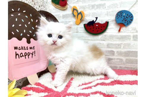 販売中の埼玉県のその他の猫種-121179の6枚目