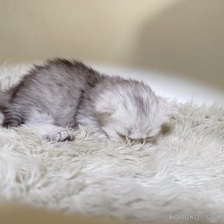 販売中の福岡県のミヌエット(短足)-121181の3枚目