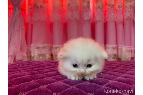 販売中の北海道のスコティッシュフォールド(折れ耳)-121184の2枚目