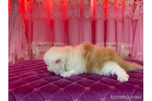 販売中の北海道のスコティッシュフォールド(折れ耳)-121184の3枚目