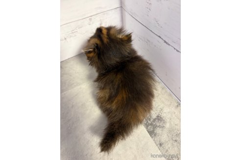販売中の東京都のミヌエット(短足)-121186の6枚目