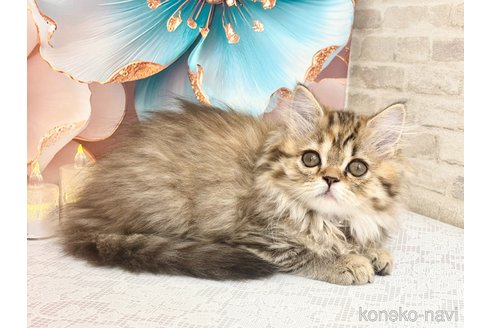 販売中の埼玉県のミヌエット-118449の5枚目