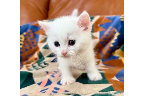販売中の神奈川県のマンチカン(短足)-120360の5枚目