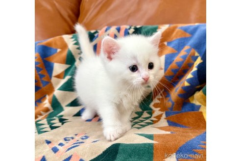 販売中の神奈川県のマンチカン(短足)-120360の7枚目