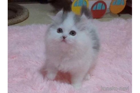 販売中の愛媛県のミヌエット-121197の4枚目