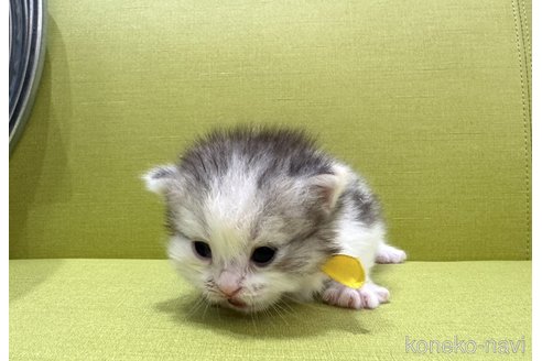 販売中の岐阜県のミヌエット(短足)-121205の2枚目