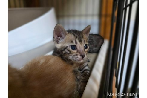 販売中の神奈川県のベンガル-121206の7枚目