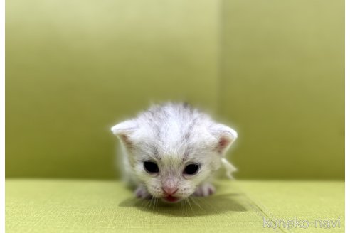 販売中の岐阜県のミヌエット-121209の1枚目