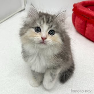 販売中の愛知県のラガマフィン-121211の4枚目