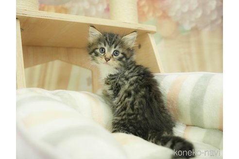 販売中の千葉県のノルウェージャンフォレストキャット-121214の5枚目